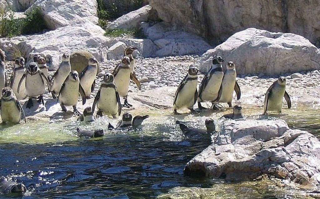 Пингвины Гумбольдта из зоопарка Шёнбрунн.