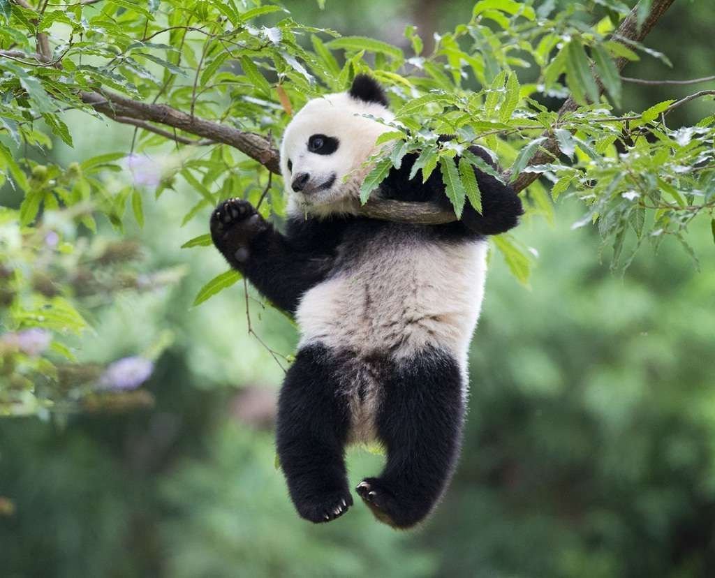 Этот детеныш большой панды тоже вполне мог бы стать звездой интернета.