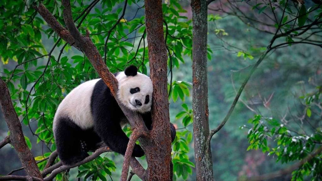 Учитывая то, что панды проводят на деревьях значительную часть своей жизни, нет ничего удивительного в том, что они предрасположены к акробатике.