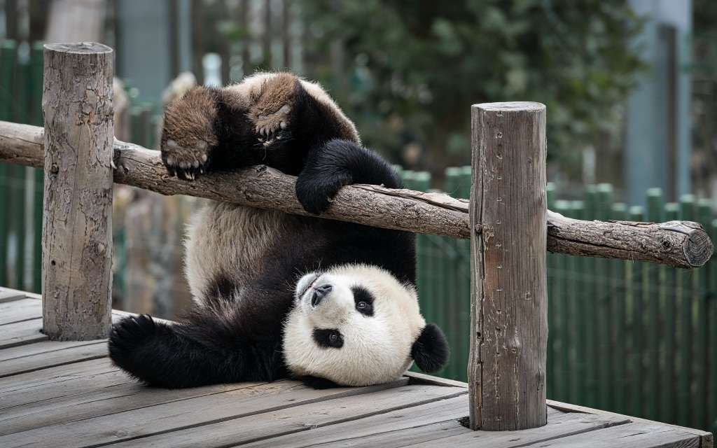 Хотя в целом за пандами закрепилась репутация увальней, они порой любят покувыркаться.