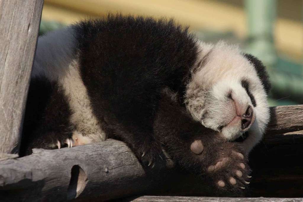 Даже во сне большие панды выглядят очень забавно.