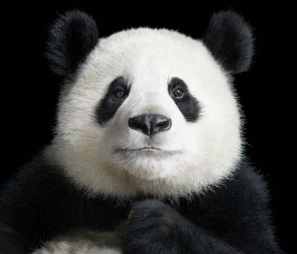 В Московском зоопарке в недалеком будущем появятся большие панды.