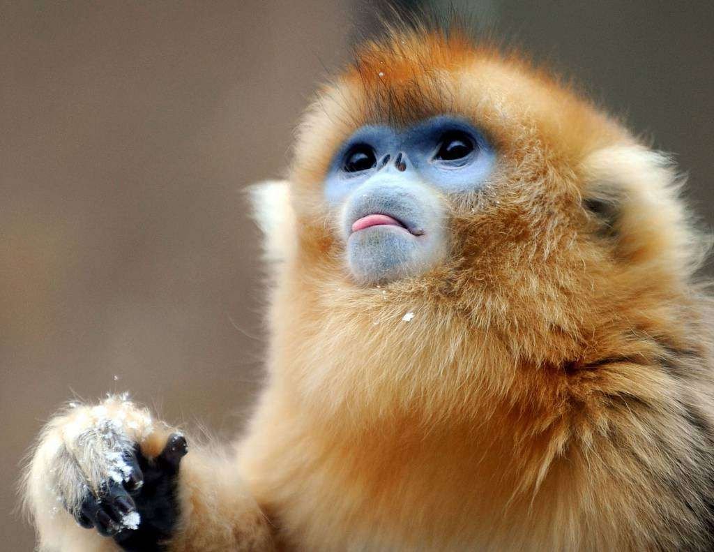 Кроме больших панд в Китайском павильоне будут обитать золотые обезьяны.