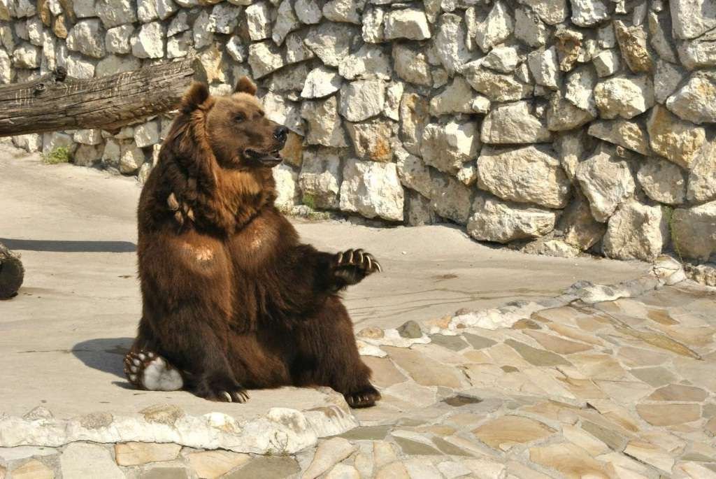 Медведи всегда были частью коллекции Московского зоопарка и к ним должны присоединиться и их бамбуковые собратья из Китая – большие панды.