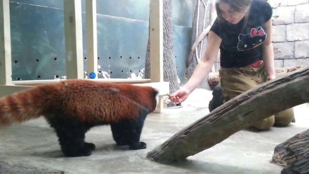 Благодаря установке видеокамер любители животных смогут круглосуточно наблюдать за своими любимцами – малыми пандами.