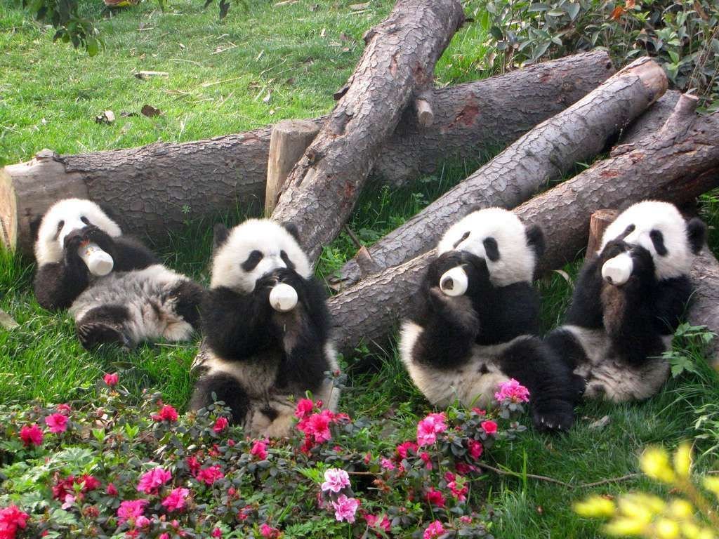 Если все пункты договоренностей будут выполнены, большие панды в третий раз станут обитателями Московского зоопарка.