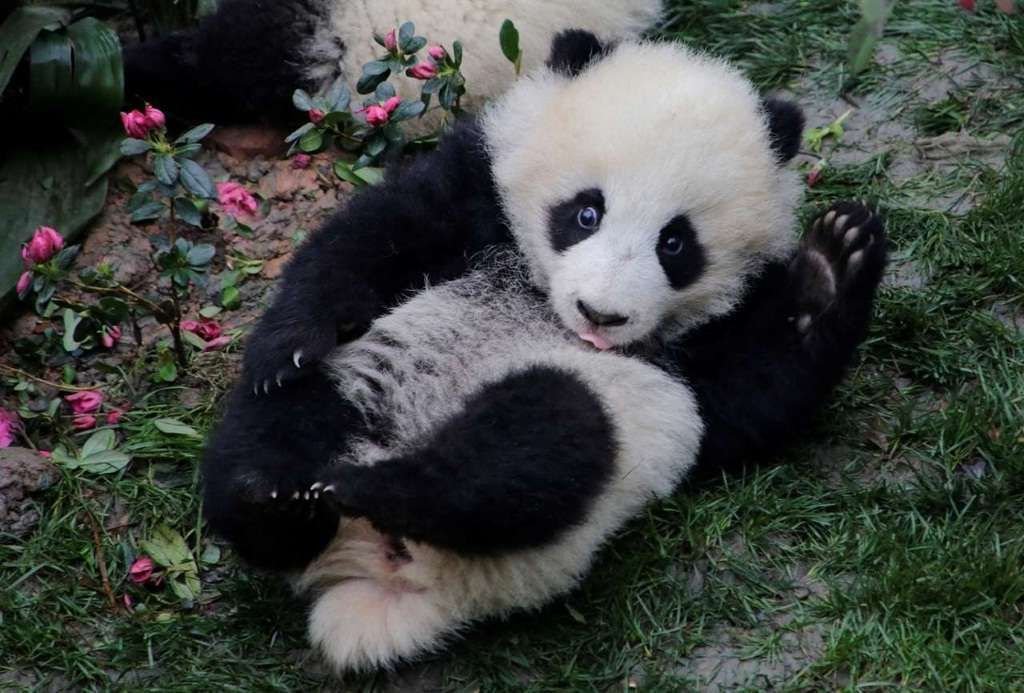 Вероятнее всего в Московском зоопарке будет обитать только одна большая панда.