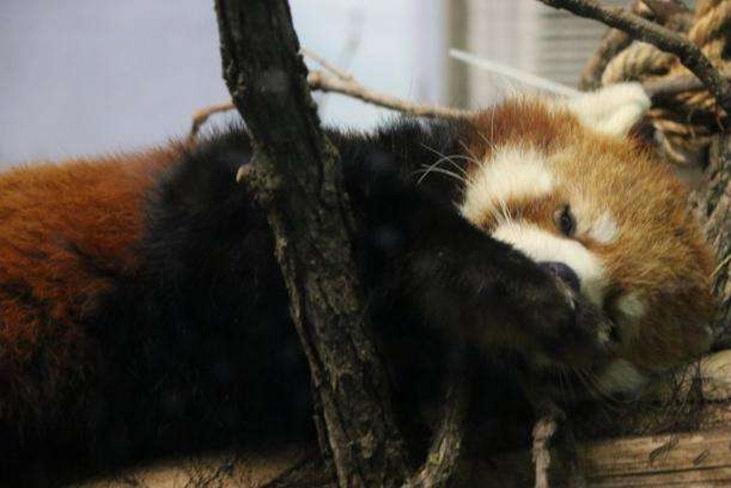 Если ожидания зоологов оправдаются, семейство малых панд вскоре пополнится детенышами.
