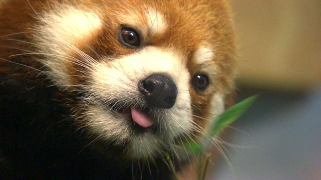 Самка малой панды по имени Сачи задала массу хлопот сотрудникам зоопарка.