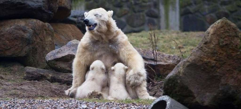 Голландский зоопарк имеет большой опыт работы с медведями и наверняка сумеет создать оптимальные условия и для больших панд.