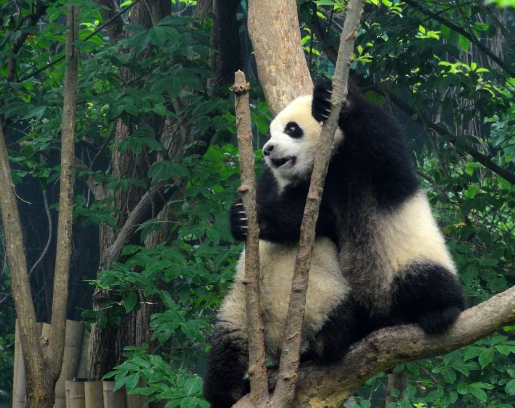 В провинции Сычуань панды обитают не только в заповеднике в Чэнду, но и в диких местах.
