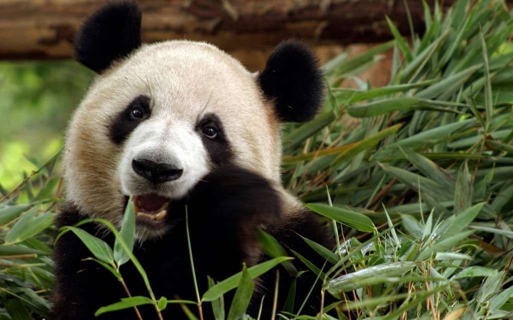 Как оказалось, многие китайцы вообще не знали, что больше панды могут есть не только бамбук.