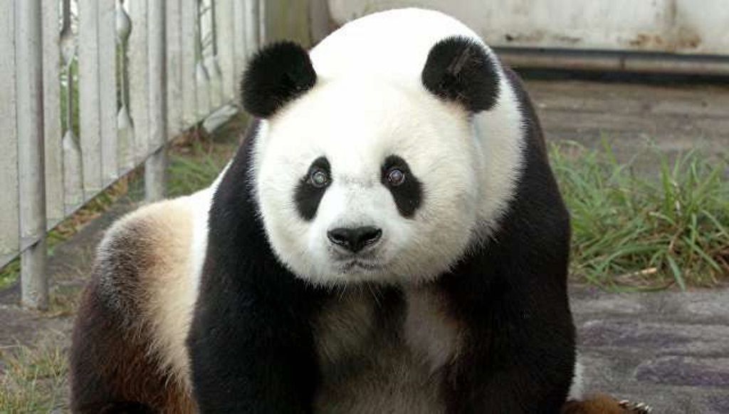 Коби – самец большой панды названые в честь Олимпиады в Барселоне.