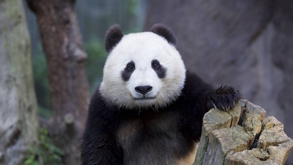 Большая панда давно стала символом Китая.