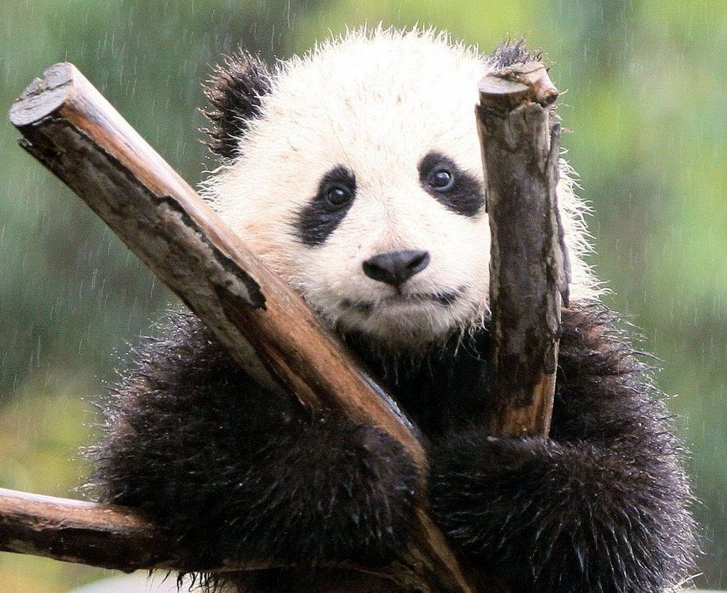Неизвестно станут ли большие панды частью «китайского павильона», но переговоры об их аренде уже ведутся.