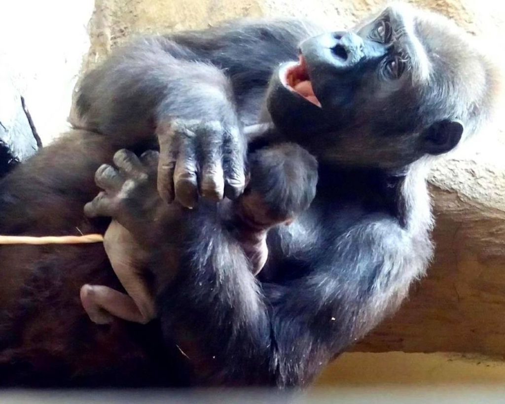 В прошлом году в Московском зоопарке родилось свыше двух тысяч детенышей, среди которых и детеныши гориллы.