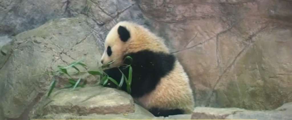 Так выглядела Бао Бао когда ее, еще совсем малышкой, впервые представили взору посетителей Смитсоновского зоопарка.