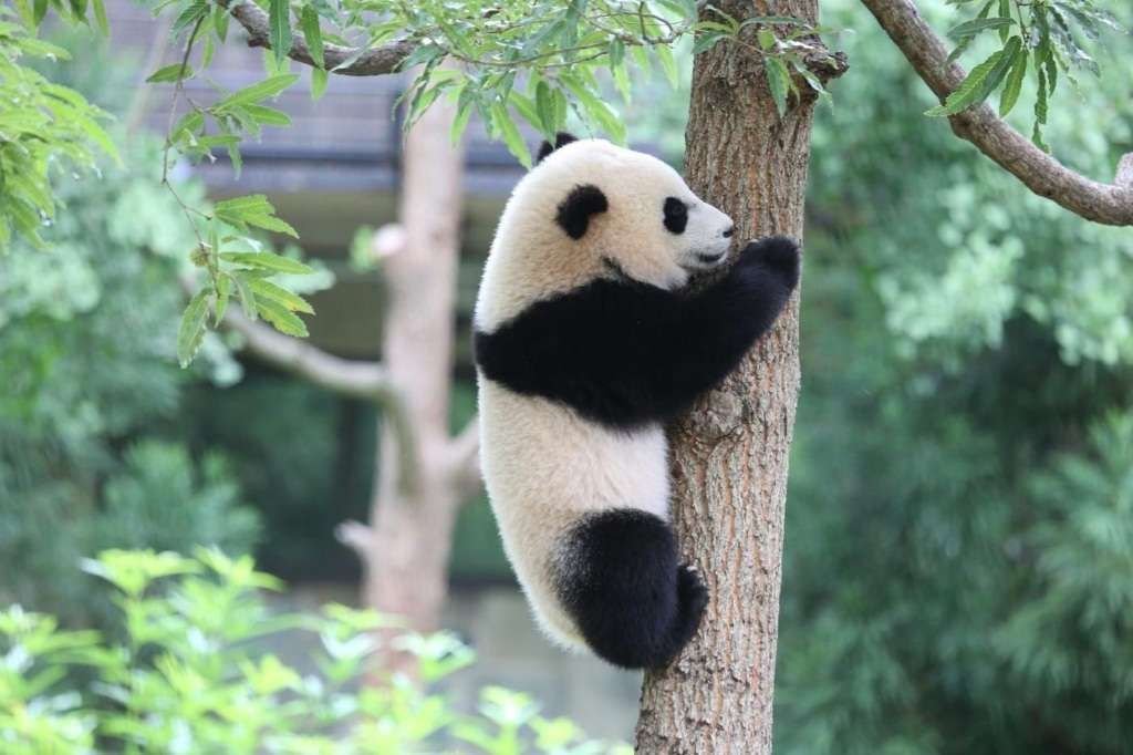 Как и каждая уважающая себя большая панда Бао Бао отлично освоила лазание по деревьям.