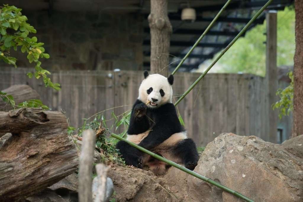Большая панда Бао Бао из Смитсоновского зоопарка переедет в Китай уже в этом месяце.