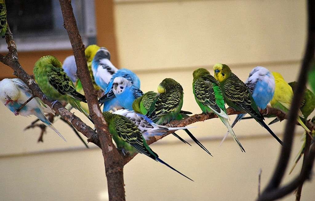 Волнистые попугайчики зоопарка Атланты.