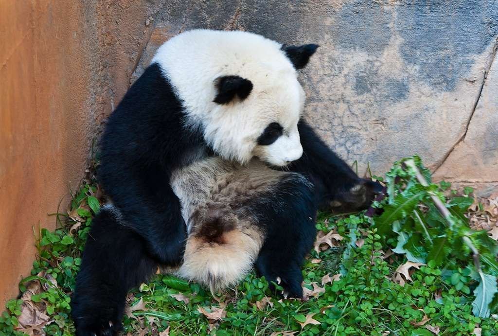 В зоопарке Атланты у больших панд всегда вдоволь зелени.