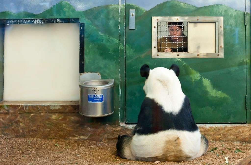 Эта панда из зоопарка Атланты увидев посетителя решила, что он пришел ее покормить…