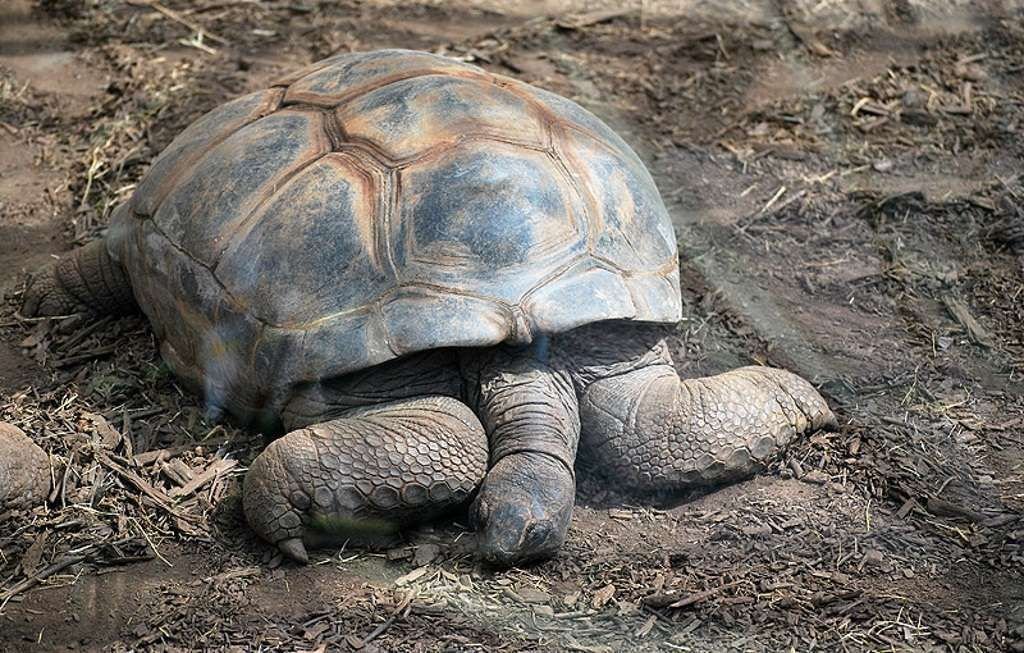 Черепаха Альдабра – вторая по размеру на Земле.