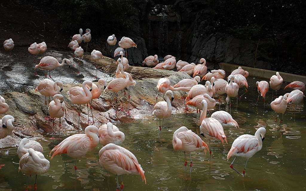 Чилийские фламинго – своего рода привратники зоопарка Атланты.