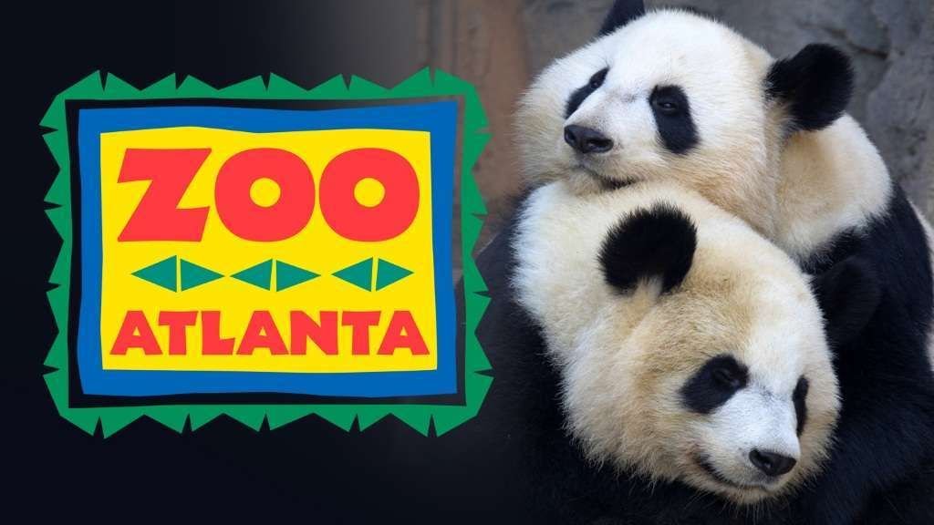 Панды зоопарка Атланты.