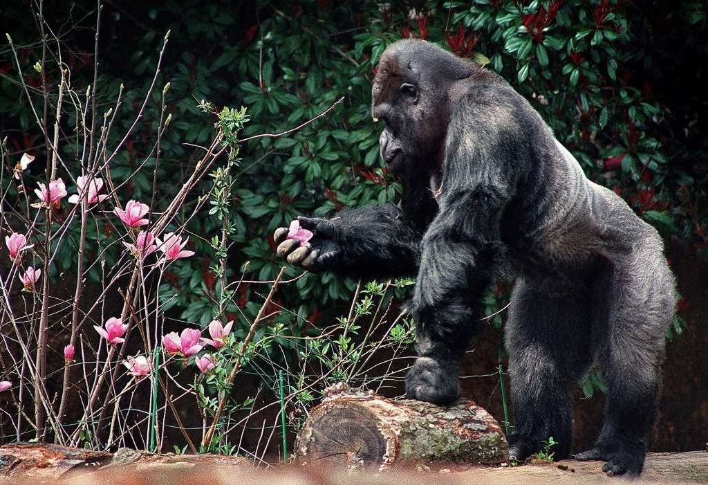 Эта могучая горилла явно неравнодушна к прекрасному.