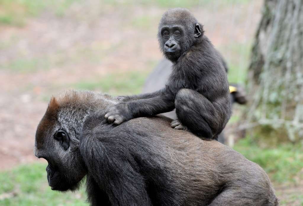 Пополнение семейства у горилл всегда праздник, особенно когда рождаются близнецы.