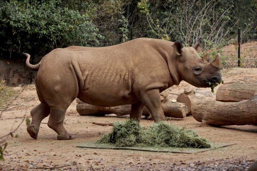 Отпраздновать свадьбу или день рождения в компании носорогов, должно быть, очень необычно.