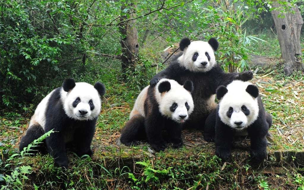 Большие панды сразу подняли рейтинг зоопарка Атланты, а когда их стало больше – он стал всемирно известным.