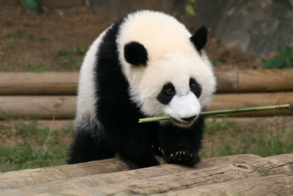 Мэй Лан – первый детеныш панд зоопарка Атланты.