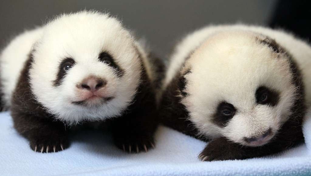 Так близняшки-панды из зоопарка Атланты выглядели в возрасте четырех месяцев.