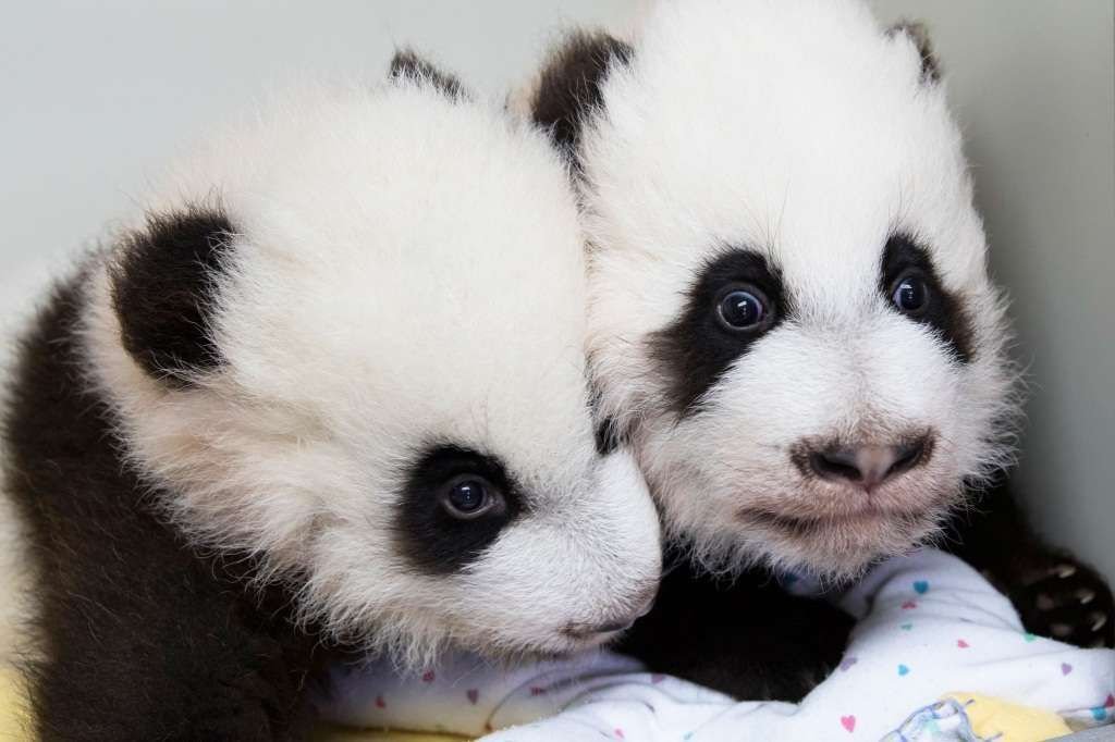Эти малышки-панды появились на свет в зоопарке Атланты в 2016 году.