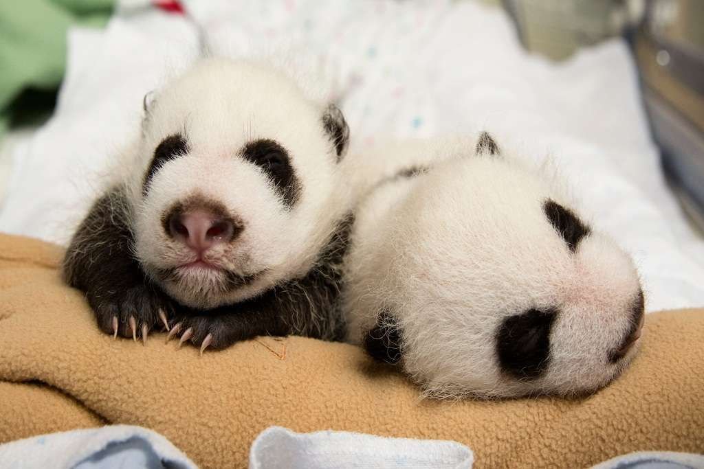 Большую часть суток обе девочки-панды проводили во сне.