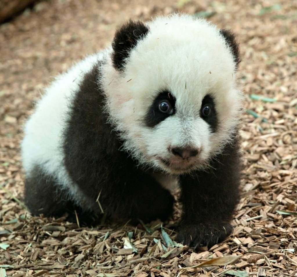 Первые шаги детеныша большой панды из зоопарка Атланты.