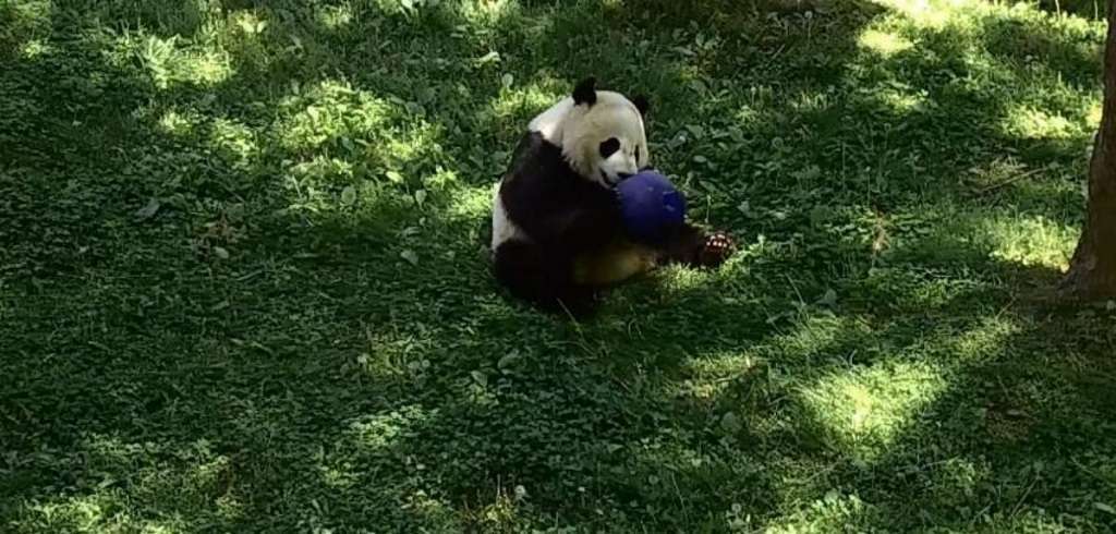 Шаловливая большая панда Бэй Бэй.