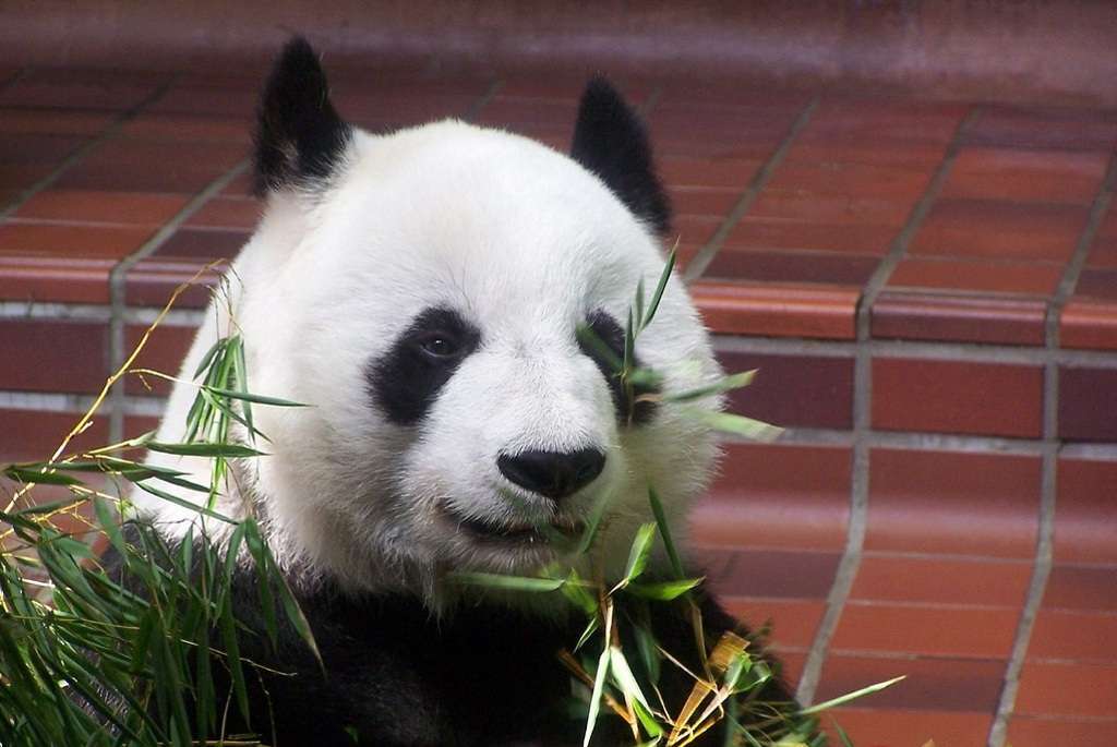 Эта большая панда вскоре может стать матерью.