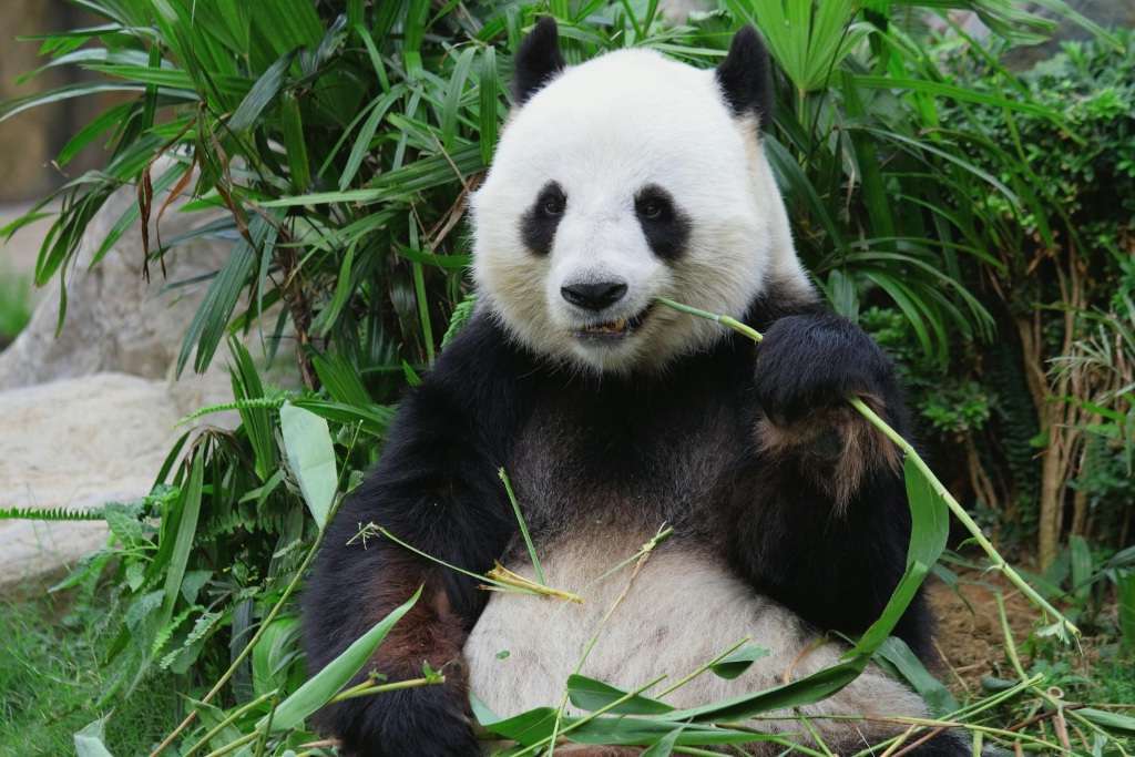 Жизнь большой панды напрямую зависит от бамбуковых лесов.