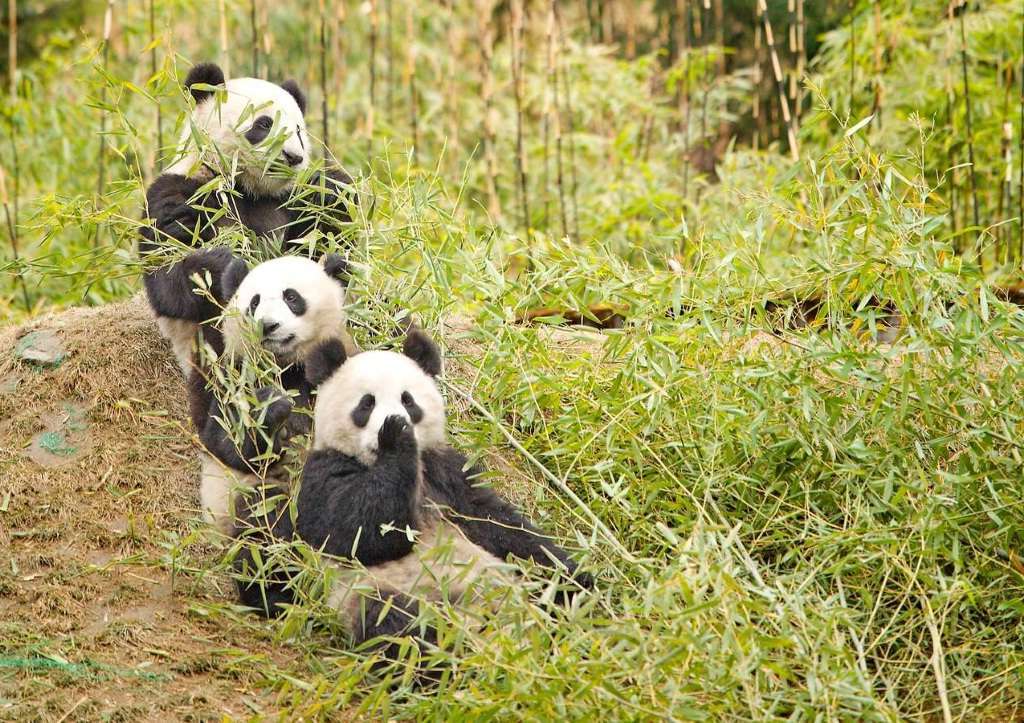 Потребовались колоссальные усилия, чтобы остановить уничтожение больших панд.