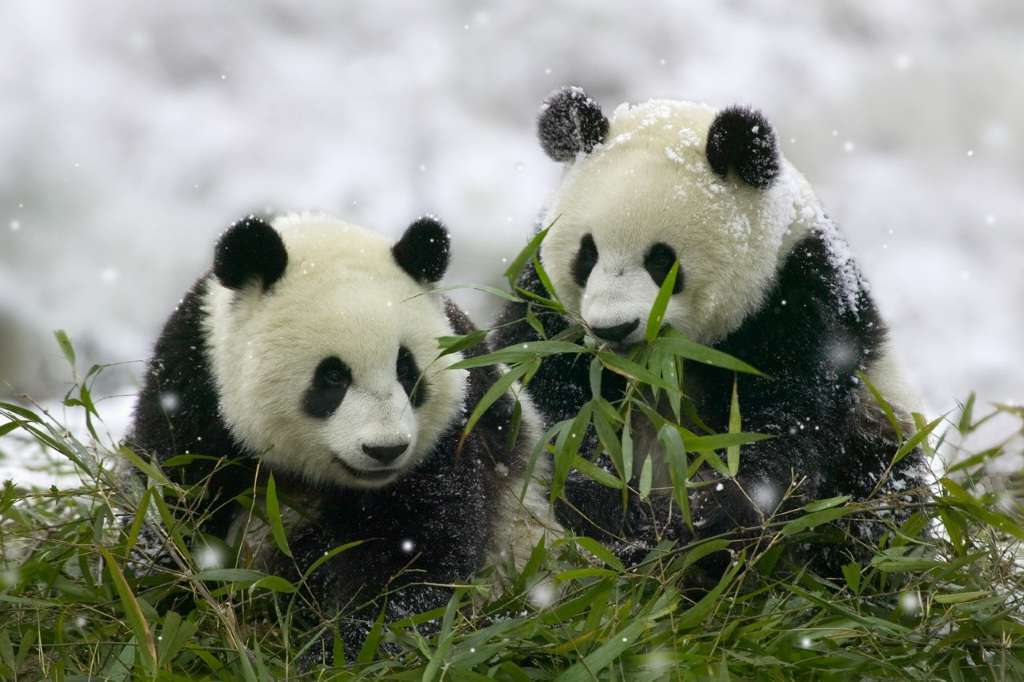 Характерная раскраска больших панд делает их одними из самых узнаваемых животных.