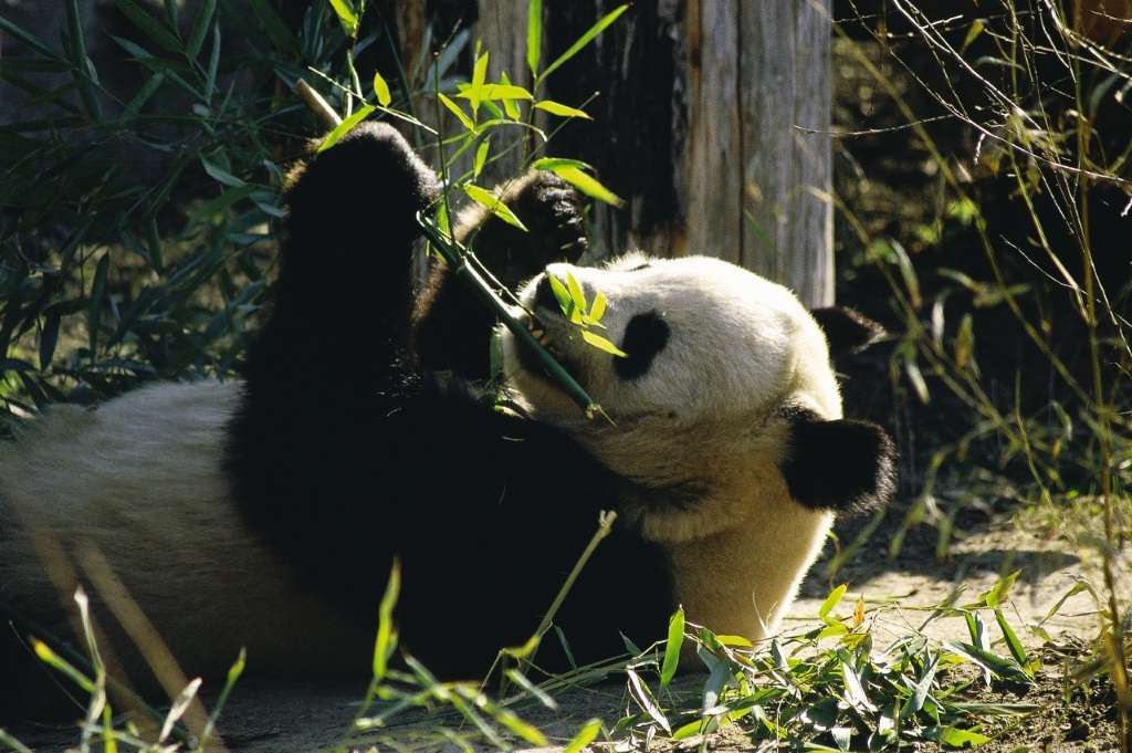 Большая панда – звезда Венского зоопарка.