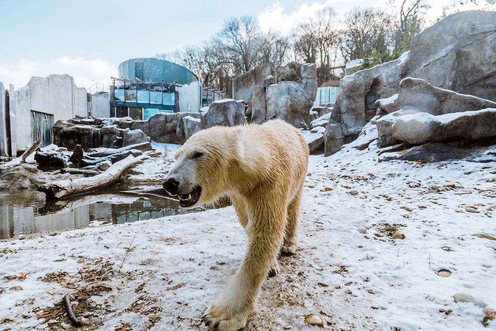 Белый медведь – хозяин Венского полярия.