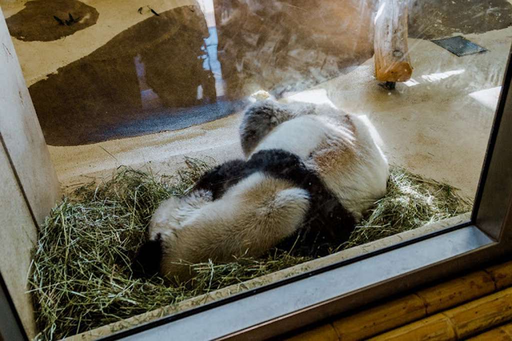Пока детеныши спят в недоступном для взглядов посетителей месте, их мама отдыхает прямо под стеклом вольера.