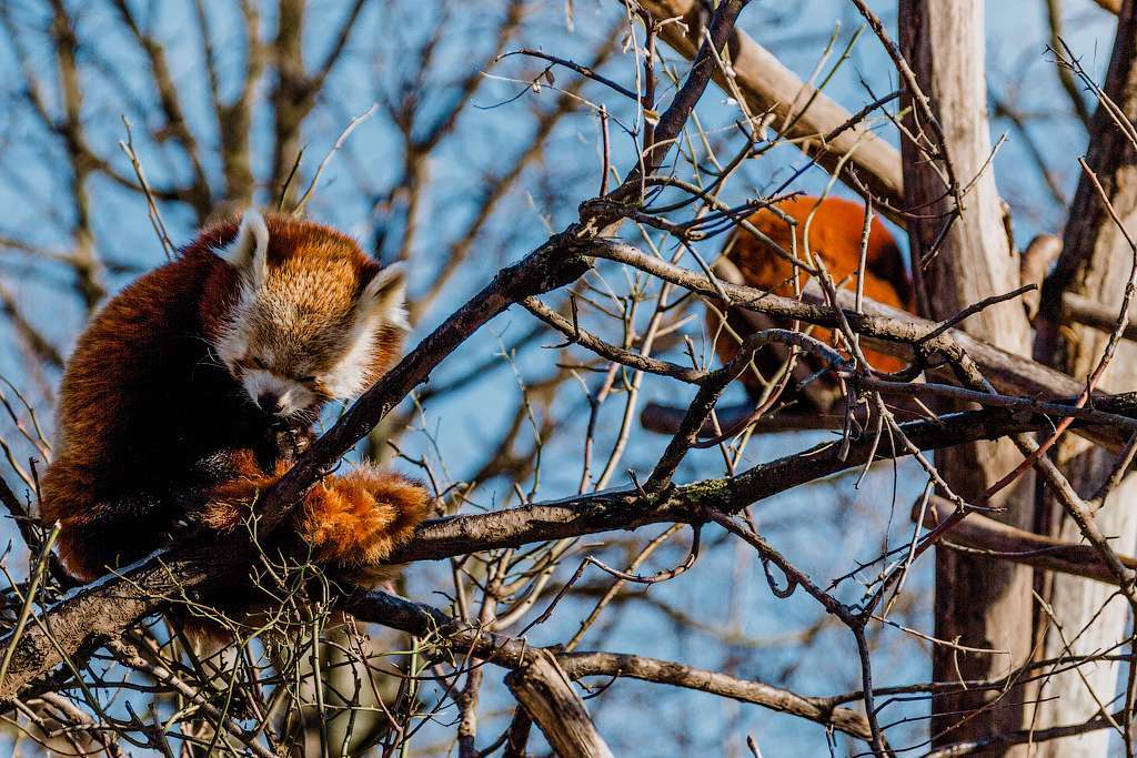 Глядя на расположившихся на дереве малых панд, можно подумать, что это пушистые красные фонарики.