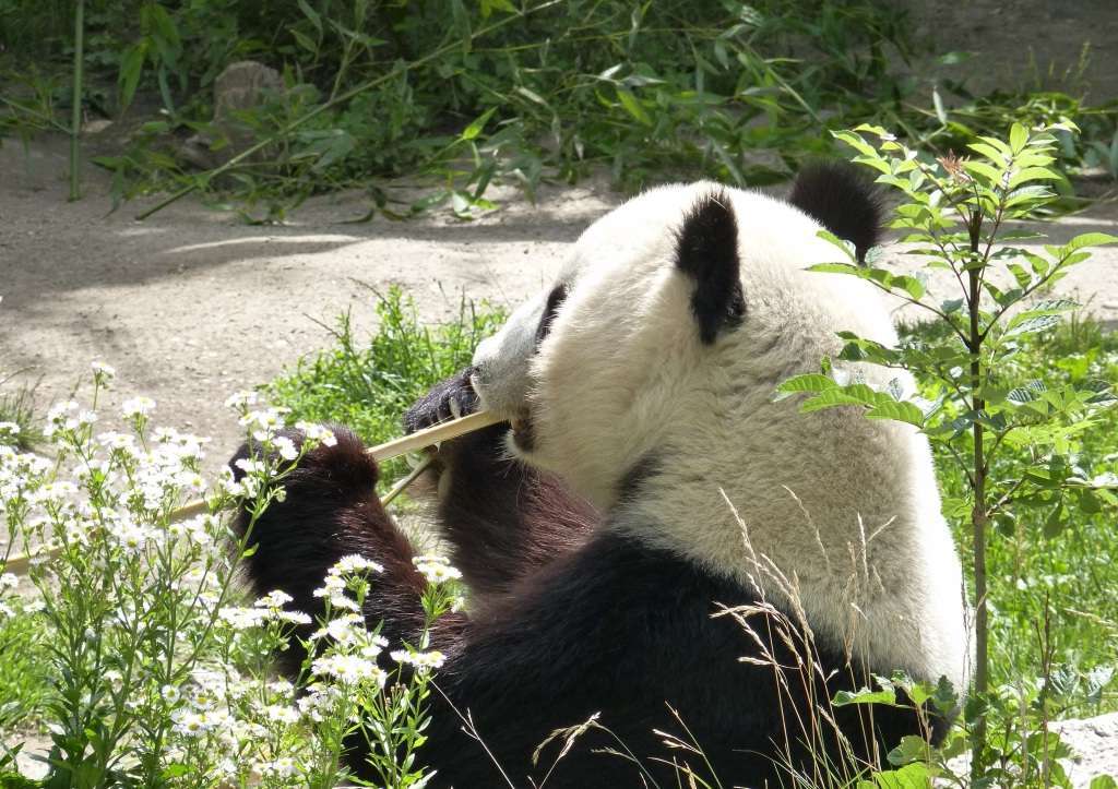 Именно в Венском зоопарке впервые удалось добиться успешного естественного оплодотворения большой панды.