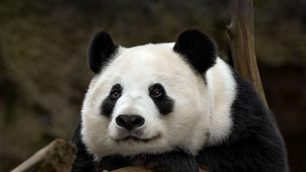 Большая панда Бай Юн из Сан-Диего.