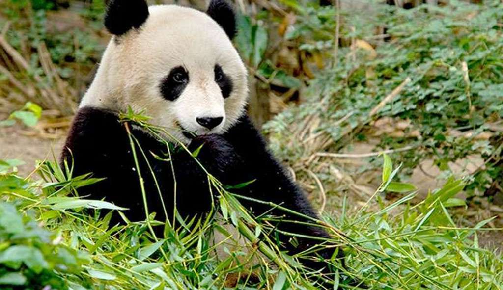 Два десятилетия – солидный возраст для большой панды.